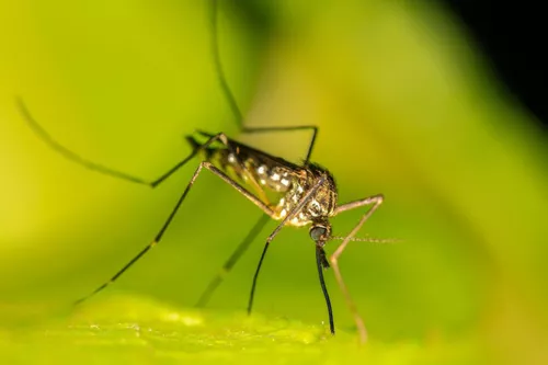 Maladies liées aux moustiques : nos meilleurs produits !