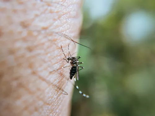 Tout savoir sur les moustiques